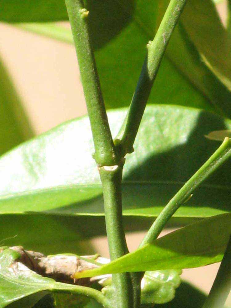            First year twig (Riverside, CA)   